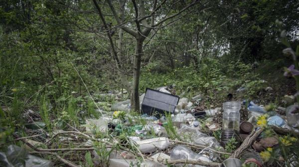 Юрист Соловьёв раскрыл, что грозит за оставленный мусор в лесу - новости экологии на ECOportal