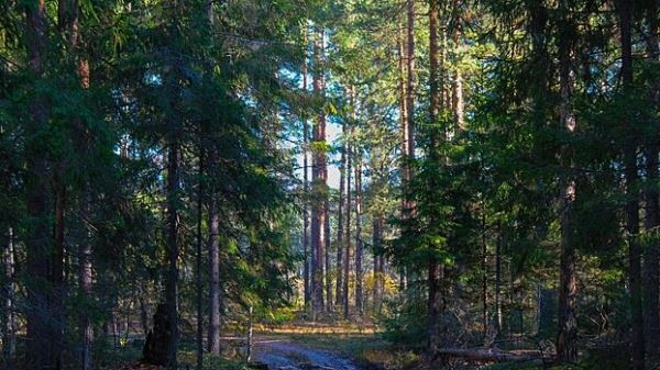 Базу отдыха за 500 млн рублей хотят построить в Нижегородской области