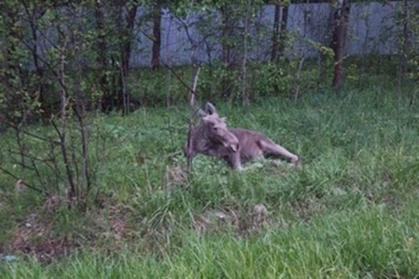 Растянули страдания под давлением общественности: специалисты изначально понимали, что сбитого в Подмосковье лосенка Илюшу не спасти - новости экологии на ECOportal