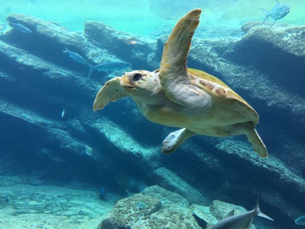 23 мая — Всемирный день черепахи - новости экологии на ECOportal