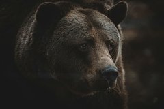 Россиянин встретился с медведем в лесу и не выжил