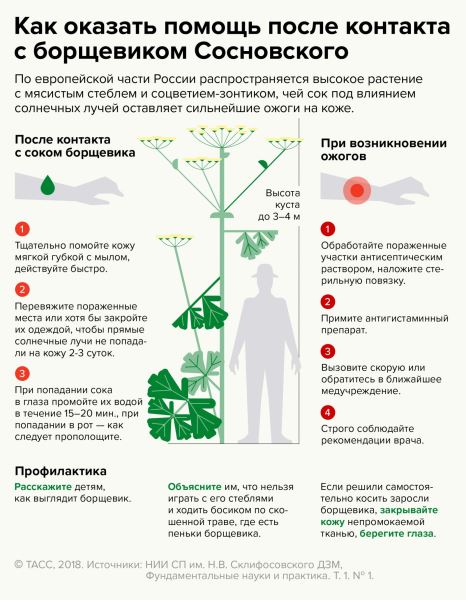 В Подмосковье ввели фиксированный штраф за неудаление борщевика - новости экологии на ECOportal